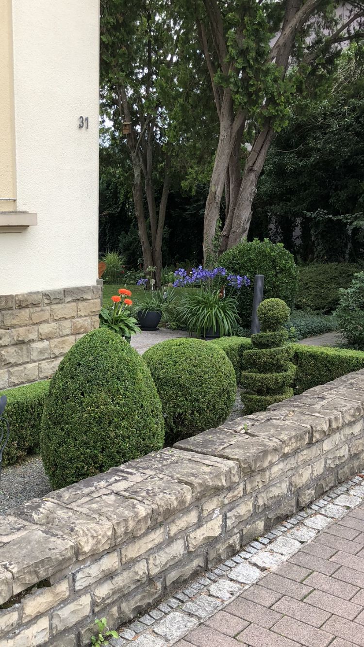 Buchsbaum-Formschnitt